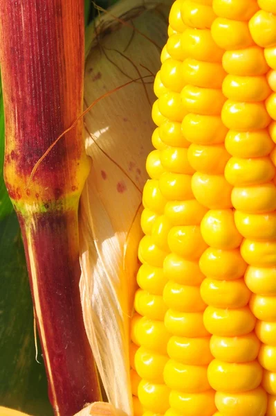 Дрібна зернова жовта кукурудза — стокове фото