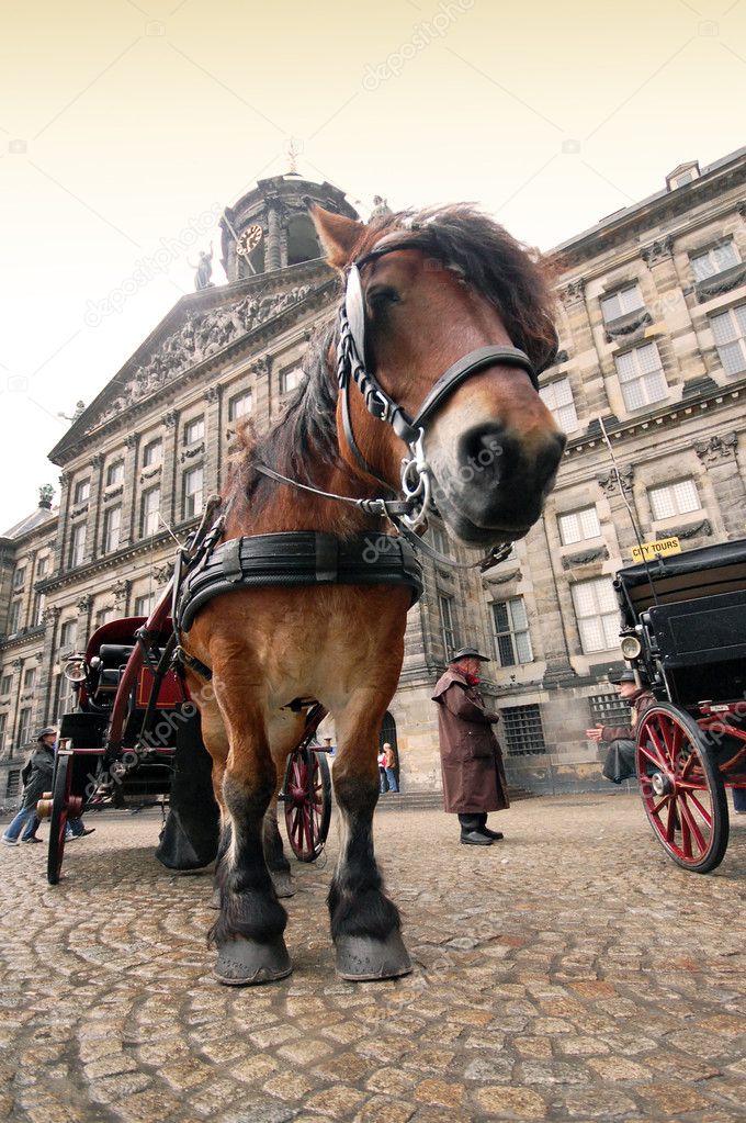 horse and carriage | 图库照片 08 tanjakrstevska #2862379