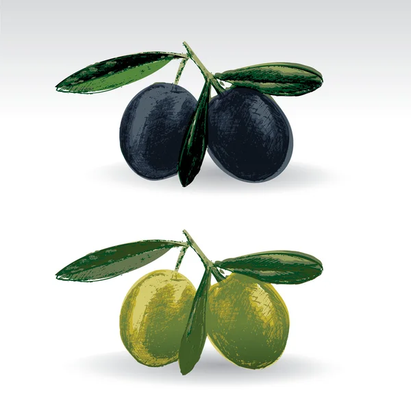 Schwarze und grüne Oliven — Stockvektor