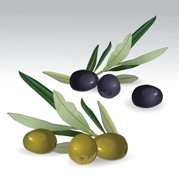 Schwarze und grüne Oliven — Stockvektor
