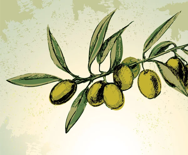 Grüne Oliven — Stockvektor