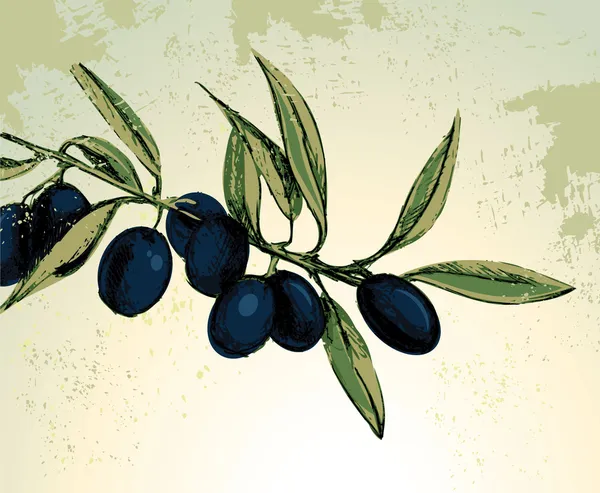 Schwarze Oliven — Stockvektor