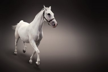 Withe horse in motion isolated on black clipart