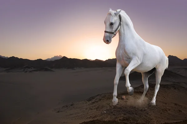 Cavalo branco e o pôr do sol — Fotografia de Stock