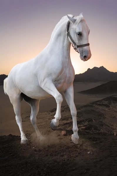 Vit häst i öknen — Stockfoto