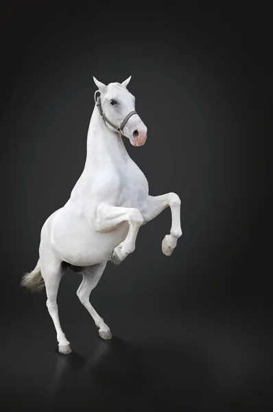 White horse rearing isolated on black — Stock Photo, Image