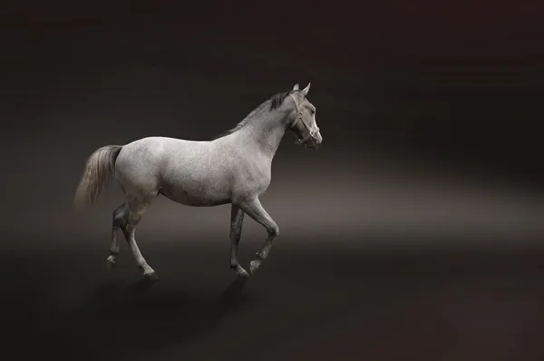 黒に分離された灰色の馬 — ストック写真