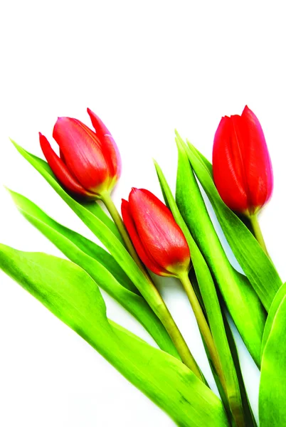 Three red tulip — Stock Photo, Image
