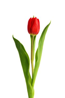 Tulip clipart