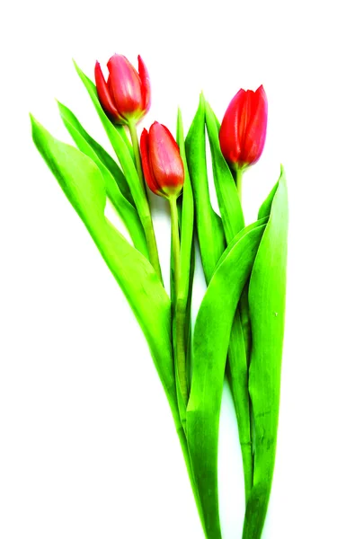 Três tulipas vermelhas — Fotografia de Stock