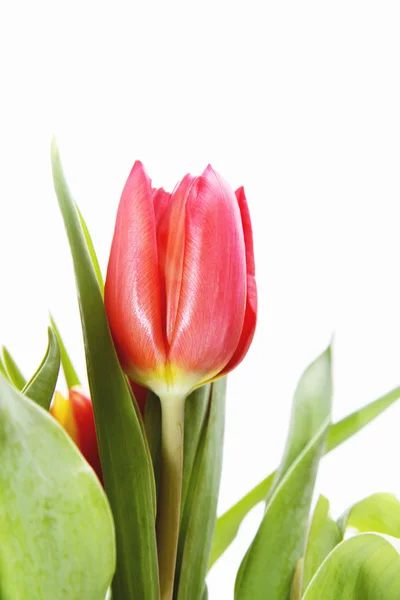 Bouquet de tulipes — Photo