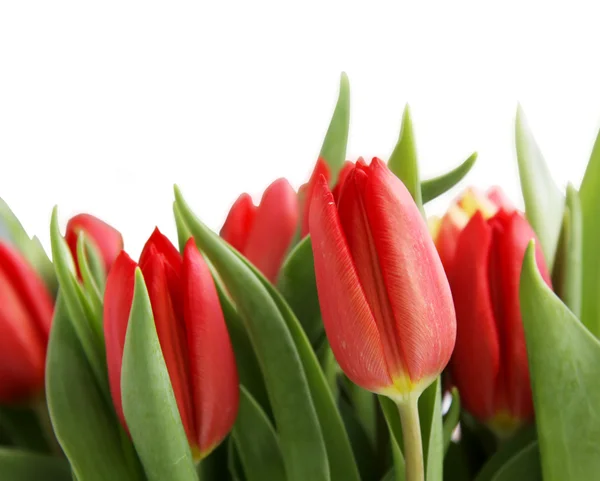Boeket voor tulip — Stockfoto