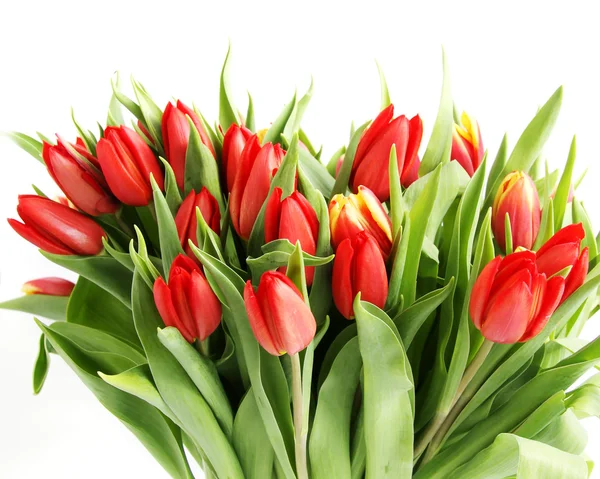 Bouquet of tulip — Stock Photo, Image