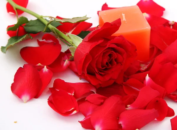 Rote Rosen & Blütenblätter — Stockfoto
