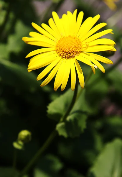 Camomila amarela — Fotografia de Stock