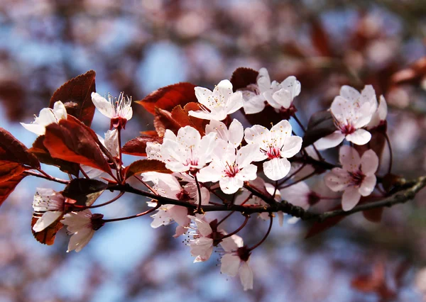 Άνθη κερασιάς σε πλήρη άνθιση — Φωτογραφία Αρχείου