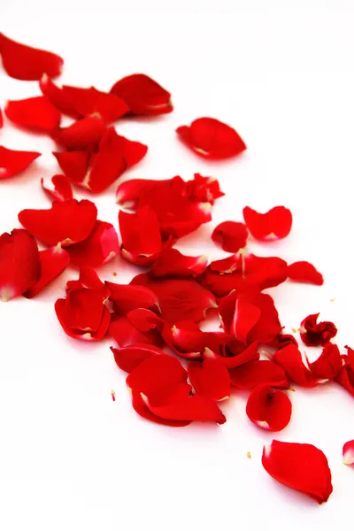 Płatki róży czerwony — Zdjęcie stockowe