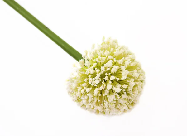 Virág fehér alapon. — Stock Fotó