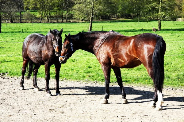 Paar van paarden — Stockfoto