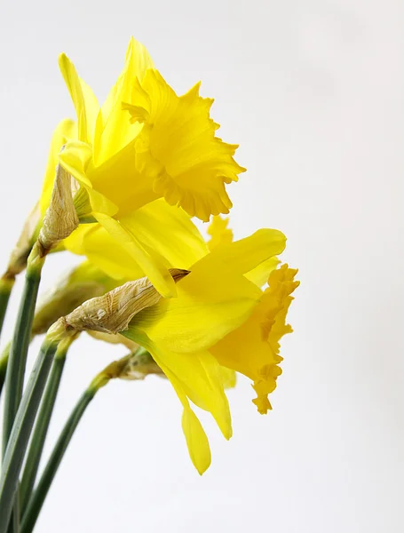Zlatý Narcis — Stock fotografie