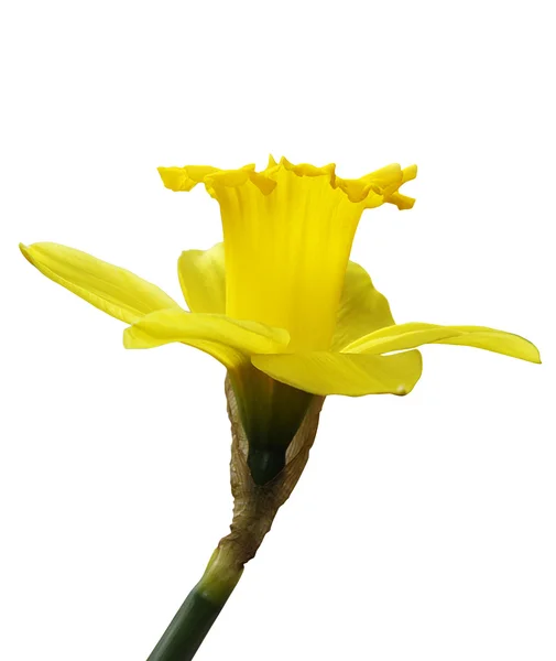 Narciso dorato — Foto Stock