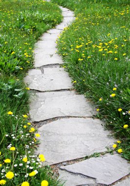 Sarı dandelions