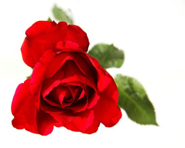 Red rose clipart