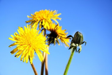 Sarı dandelions