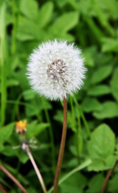 Dandelion clipart