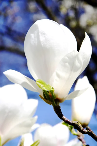 Magnolia — Stok Foto