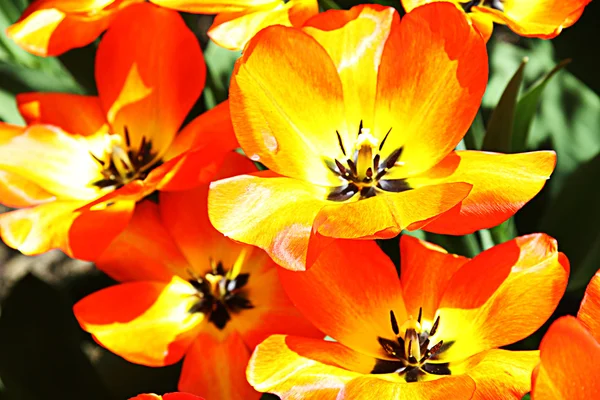 Červeno žluté tulipány — Stock fotografie