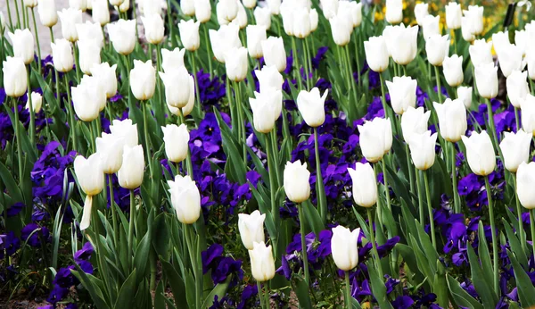 Tulipanes blancos —  Fotos de Stock