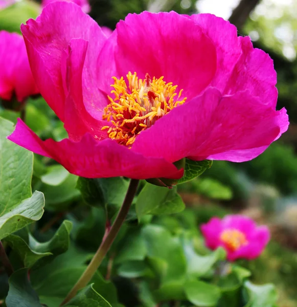 Flor de rosa brava — Fotografia de Stock