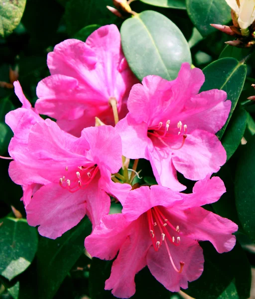 Rhododendron rouge en fleurs — Photo