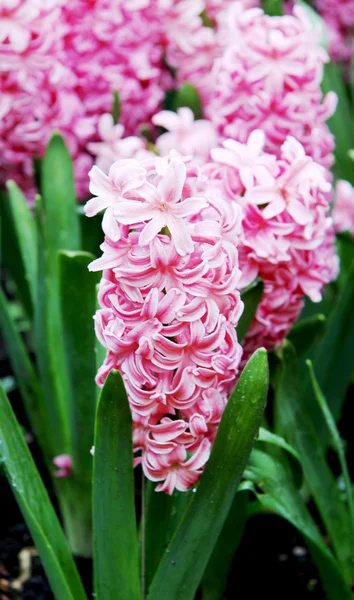 stock image A purple hyacinth