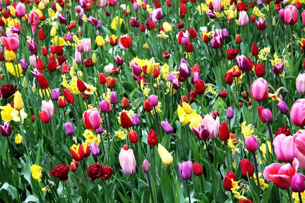 Colour tulips — Stock Photo, Image