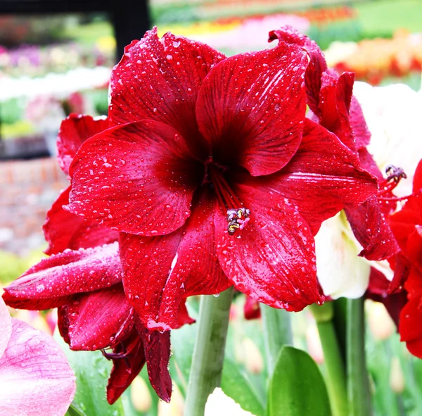 Amarillis flower — Stock Photo, Image