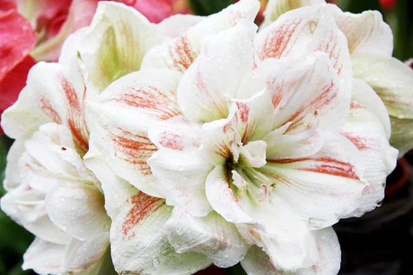 Amarillis bloem — Stockfoto