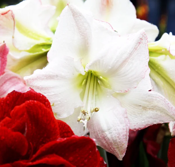 Amarillis květ — Stock fotografie