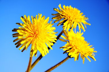 Yellow dandelions clipart