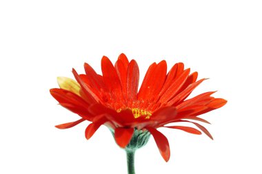 Kırmızı gerbera çiçek.