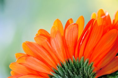 Turuncu gerbera