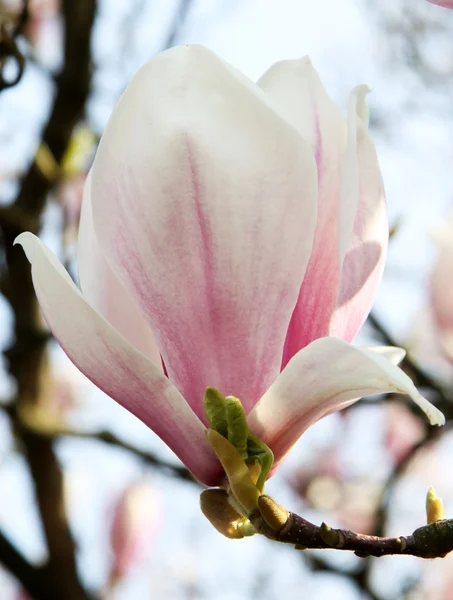 Magnolia rose — Photo