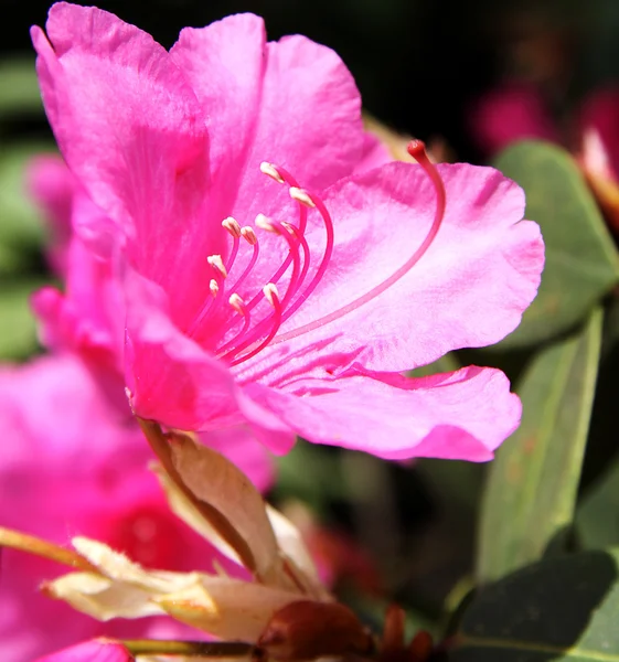 Kwitnący rododendron czerwony — Zdjęcie stockowe