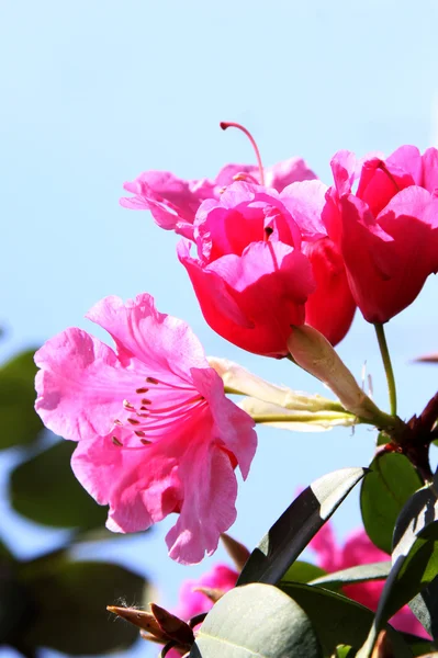 Рододендрон квіти — стокове фото