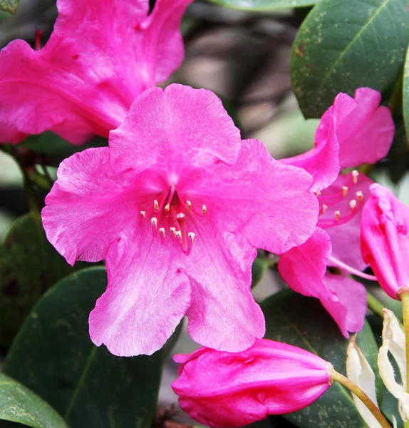Rhododendron rouge en fleurs — Photo