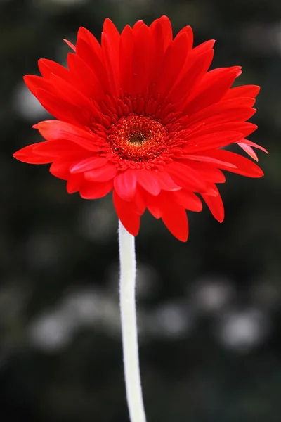 Red gerbera flower. — Stock Photo, Image