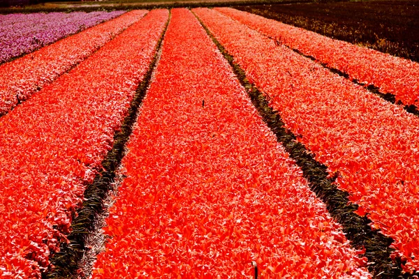 Field of red colours — Stock Photo, Image