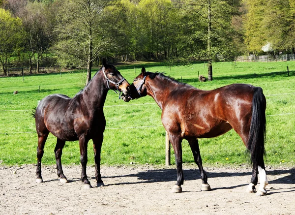 Pair of horses — Stock Photo, Image