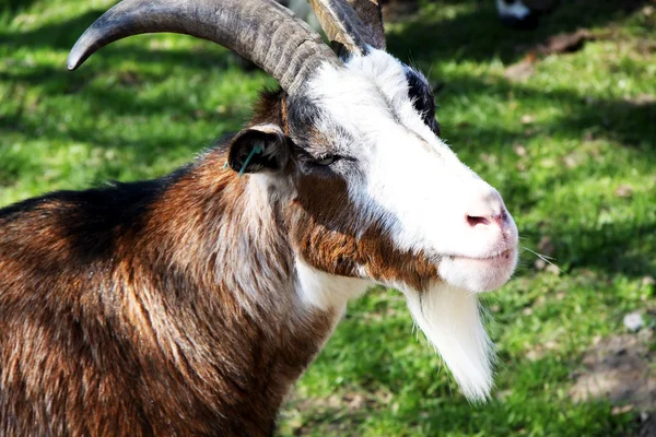 stock image Goat